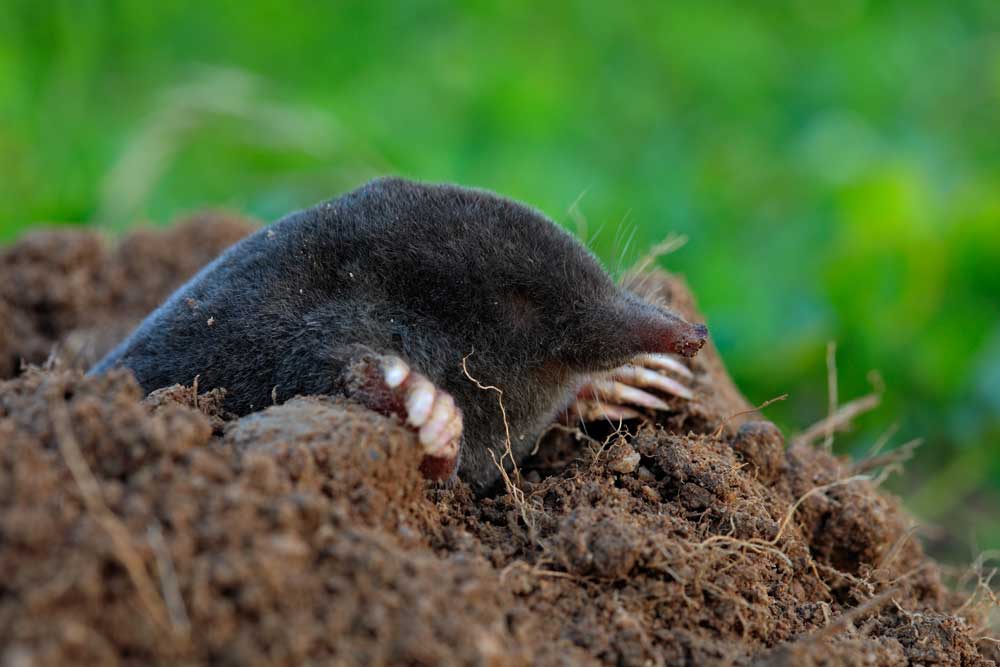 mole, chipmunk trapping