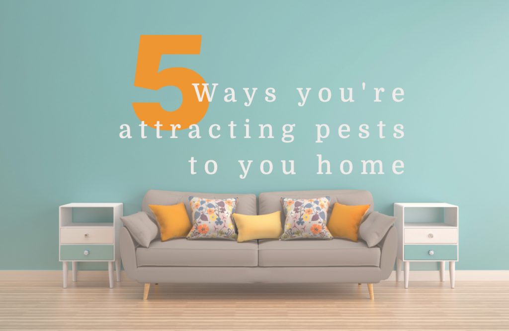 Five ways you are attracting pests to your home