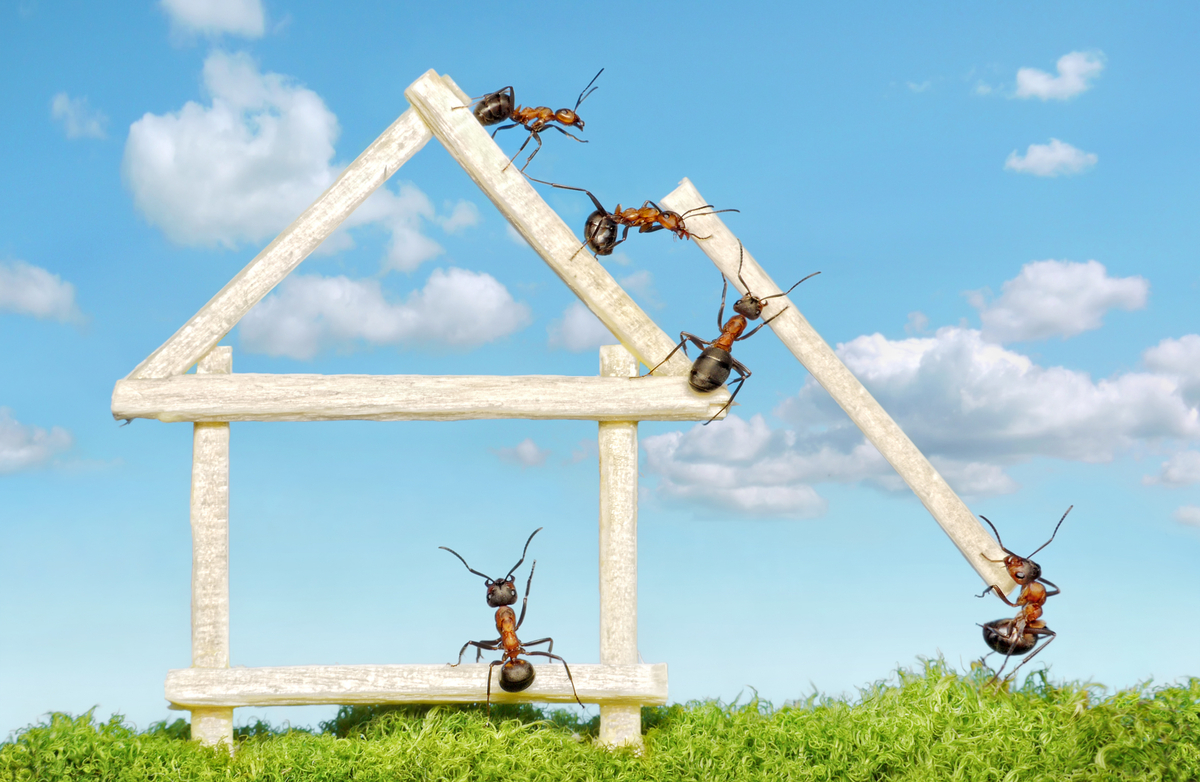 Carpenter Ant Prevention