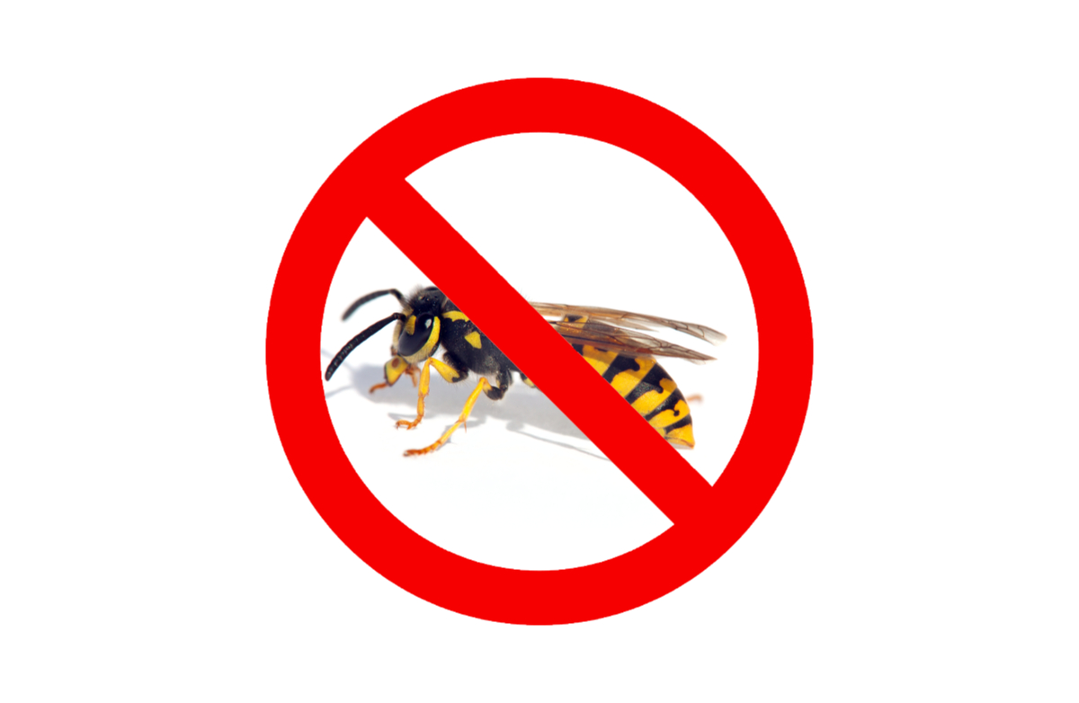 Wasp Prevention Tips and Tricks